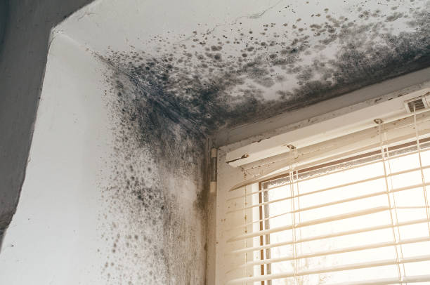 Affordable Basement Mold Removal solutions in Long Lake, IL